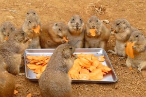 Prairie-Dogs-Eating-Carrots
