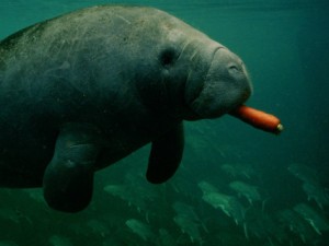 sartore-stancampiano-a-west-indian-manatee-eats-a-carrot